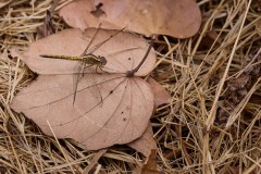 MalawiZambie_0009_web