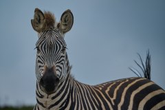 MalawiZambie_0023_web
