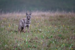 MalawiZambie_0029_web