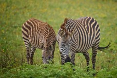 MalawiZambie_0031_web