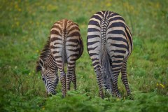 MalawiZambie_0032_web