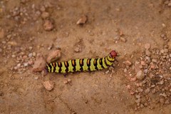 MalawiZambie_0036_web