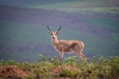 MalawiZambie_0037_web
