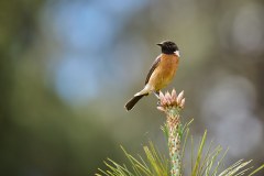 MalawiZambie_0042_web