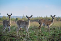 MalawiZambie_0046_web