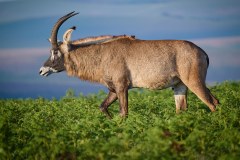 MalawiZambie_0048_web
