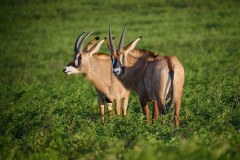 MalawiZambie_0049_web