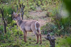 MalawiZambie_0116_web