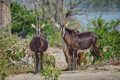 MalawiZambie_0129_web