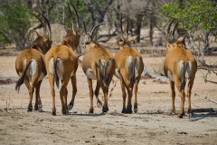 MalawiZambie_0130_web