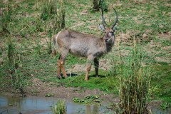 MalawiZambie_0137_web