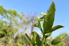 MalawiZambie_0160_web