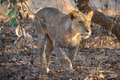 MalawiZambie_0221_web