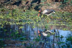 MalawiZambie_0225_web
