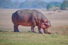 MalawiZambie_0228_web