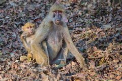 MalawiZambie_0241_web