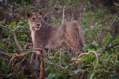 MalawiZambie_0253_web