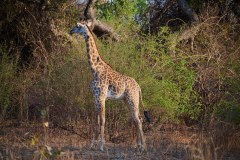 MalawiZambie_0256_web