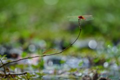 MalawiZambie_0262_web