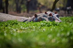 MalawiZambie_0263_web