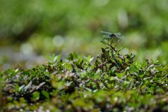 MalawiZambie_0264_web