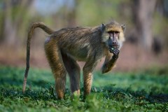 MalawiZambie_0266_web