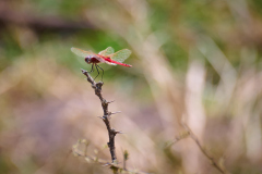 DSC_0517_web