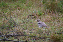 DSC_0881_web