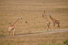 DSC_0913_web