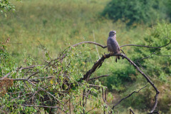 DSC_0919_web