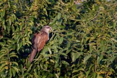 DSC_3801_web