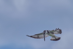 DSC_4981_web