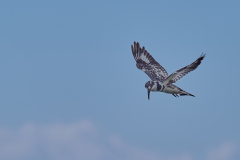 DSC_5003_web