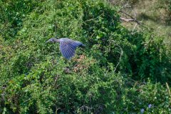 DSC_5202_web