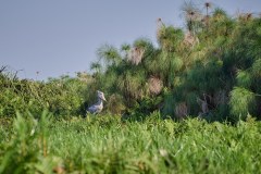DSC_6437_web