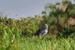 DSC_6442_web