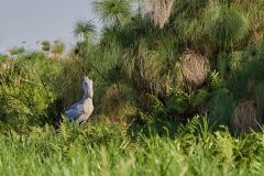 DSC_6444_web