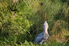 DSC_6453_web