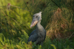 DSC_6550_web
